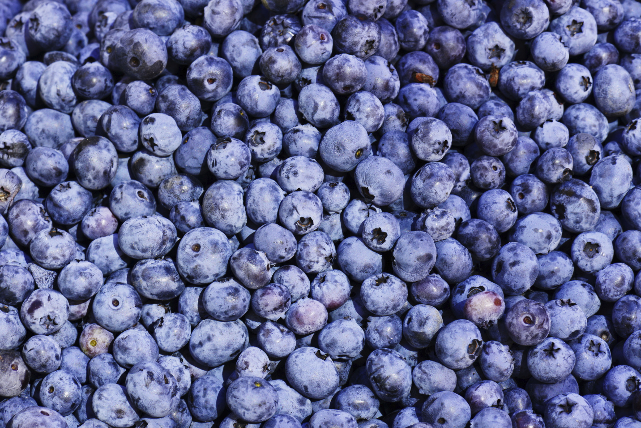 blueberriesistock