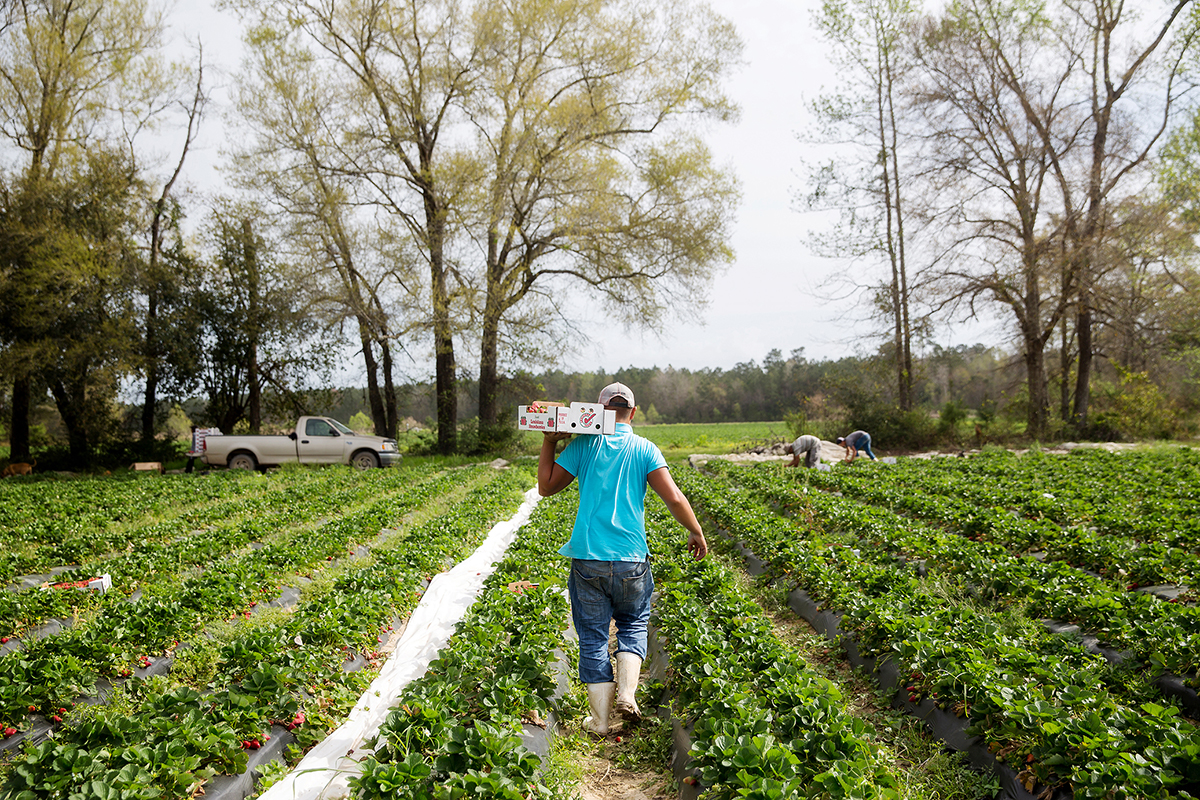 Morrow Farms, Ponchatoula, 3.6.17