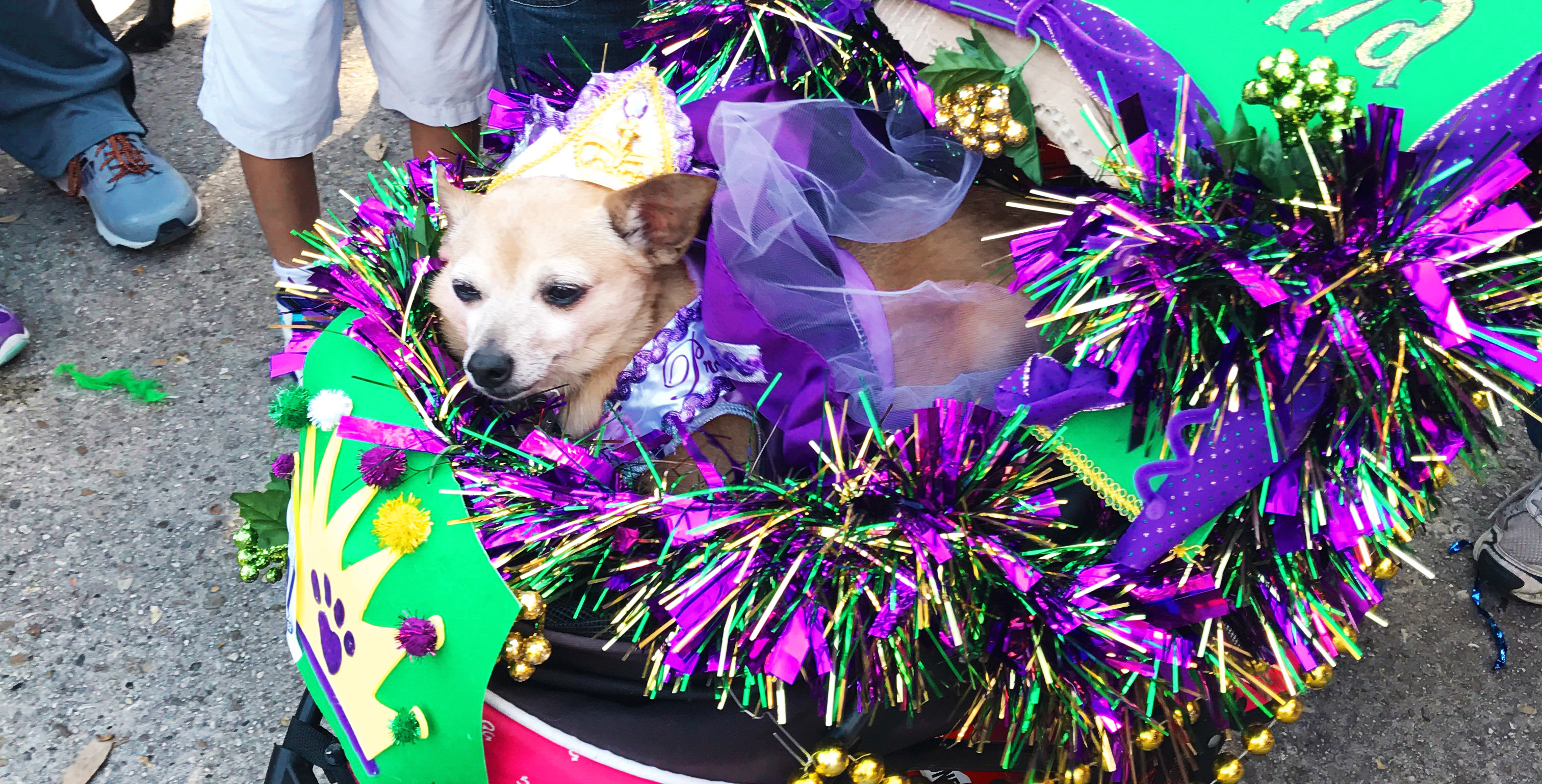Krewe of Mutts 2017