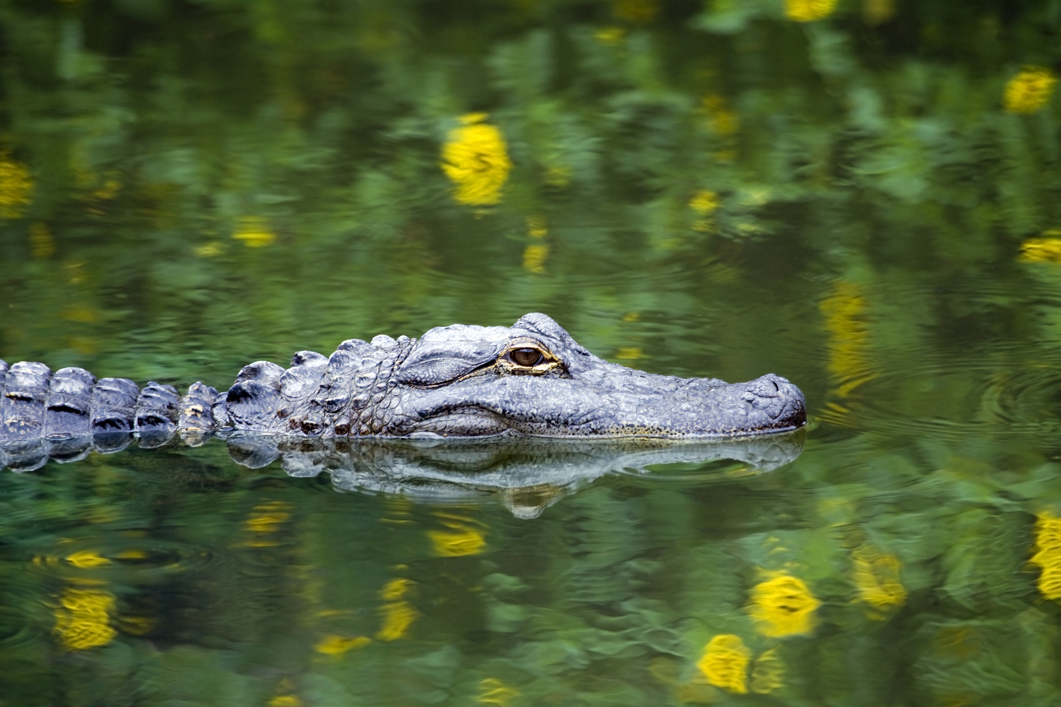 American Alligator Swimming in Everglades