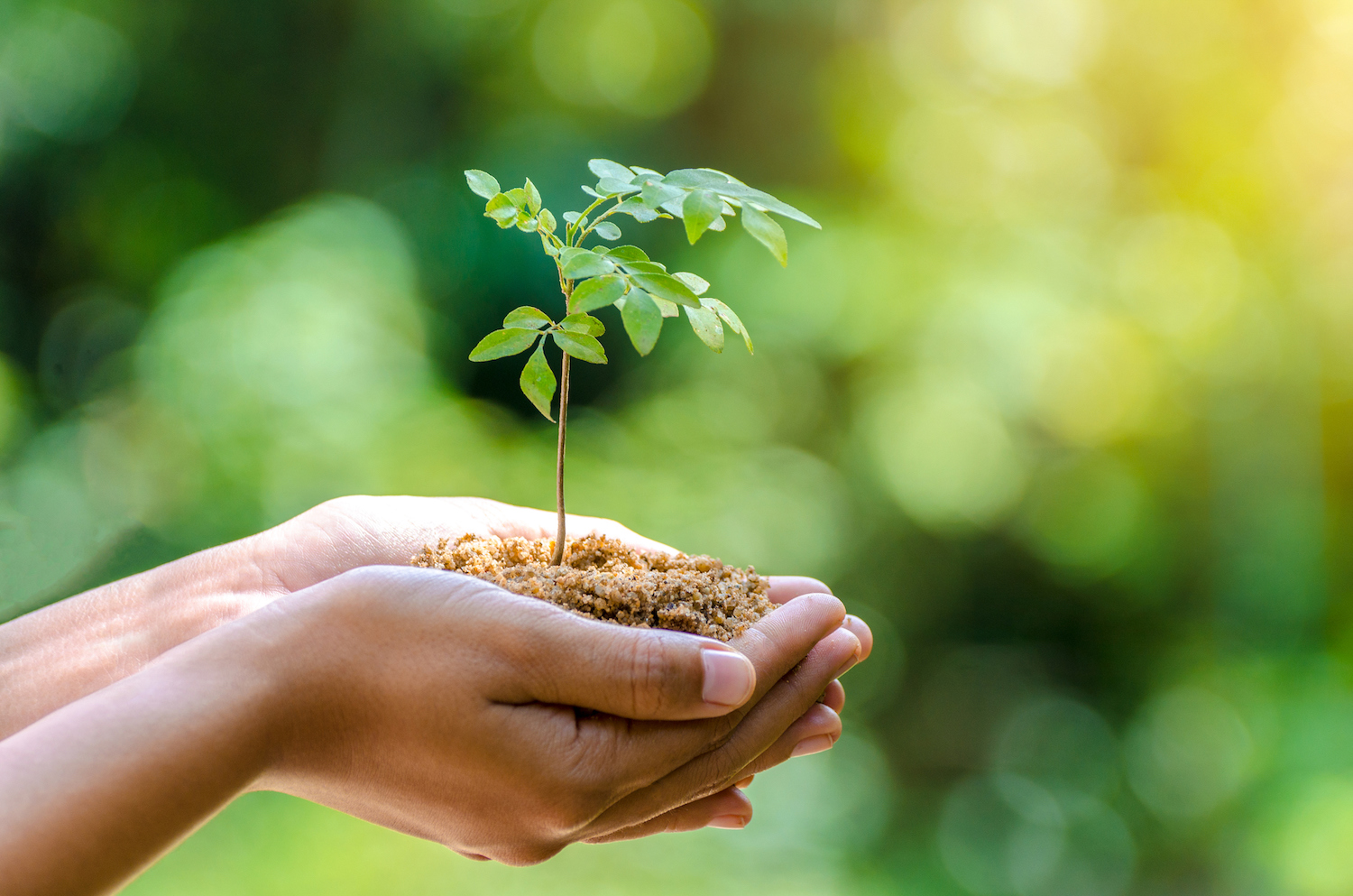 In the hands of trees growing seedlings. Bokeh green Background Female hand holding tree on nature field grass Forest conservation concept