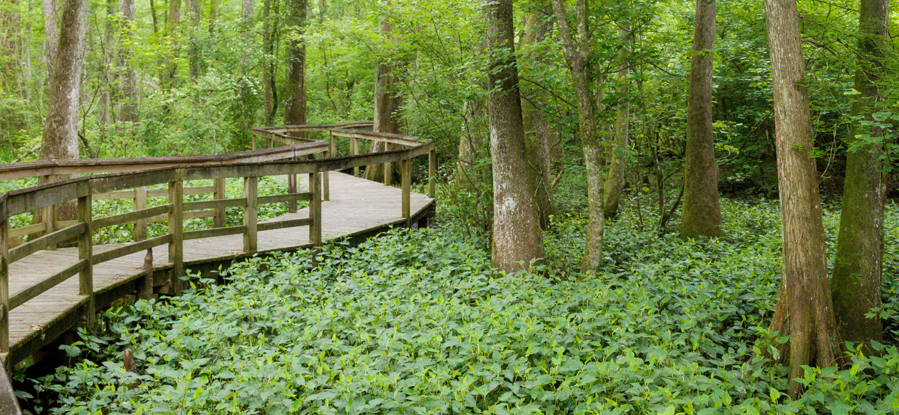 BBswampcenter