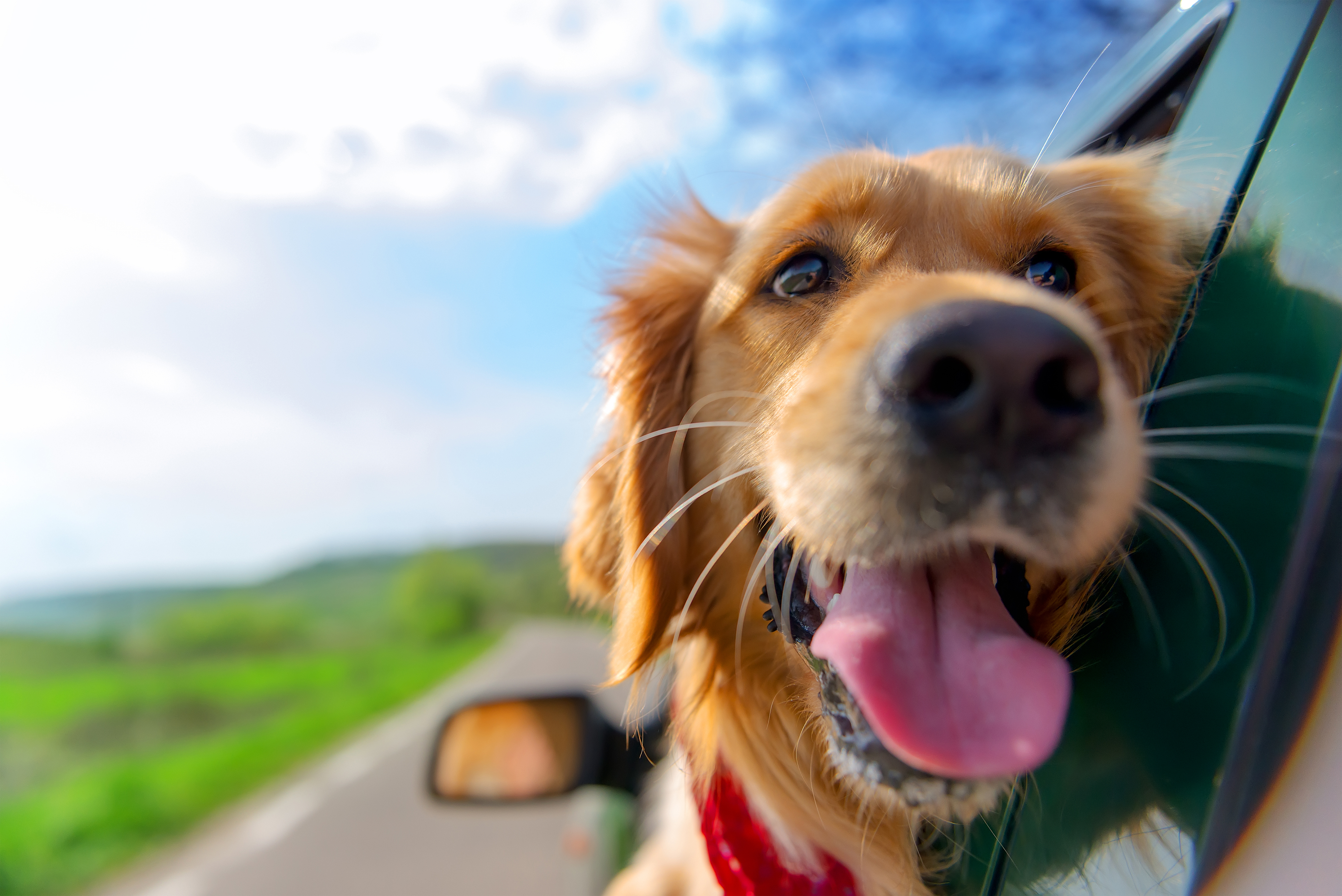 Golden,Retriever,Looking,Out,Of,Car,Window