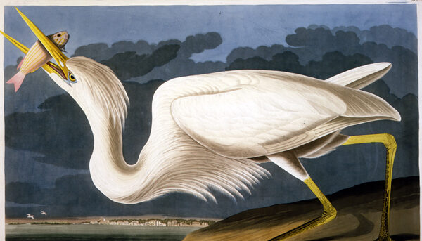 audubon white heron