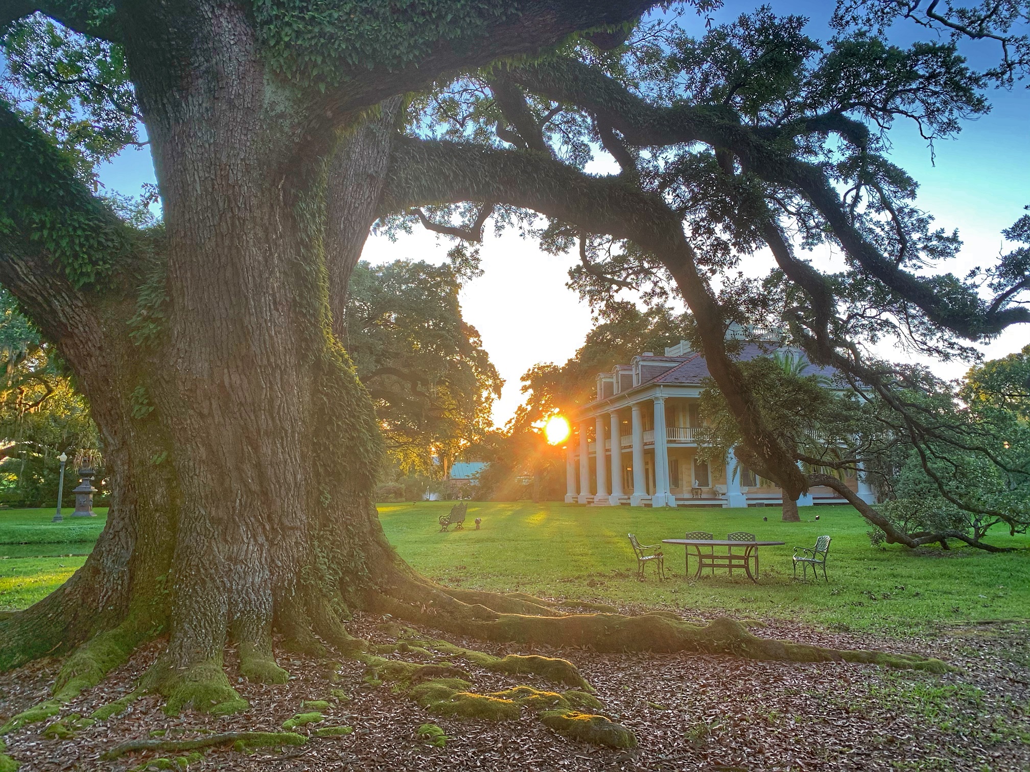 Mansion and Oak with Sunset