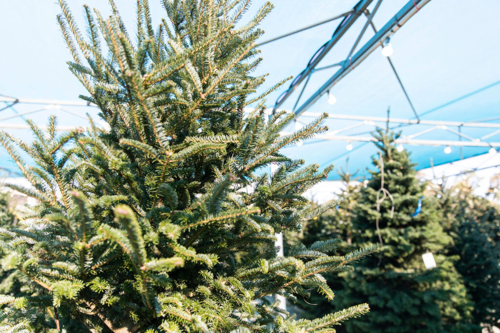 Here's where you can still find real Christmas trees in Baton Rouge - [225]