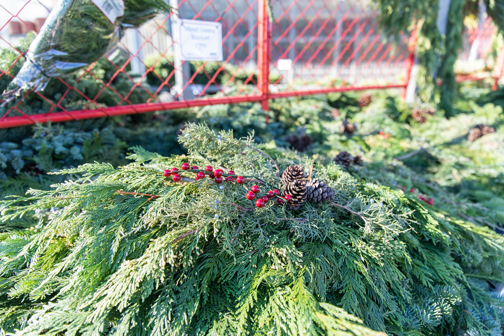 Here's where you can still find real Christmas trees in Baton Rouge - [225]