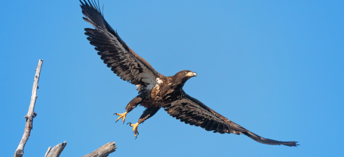 Cajun Coast Visitors Bureau