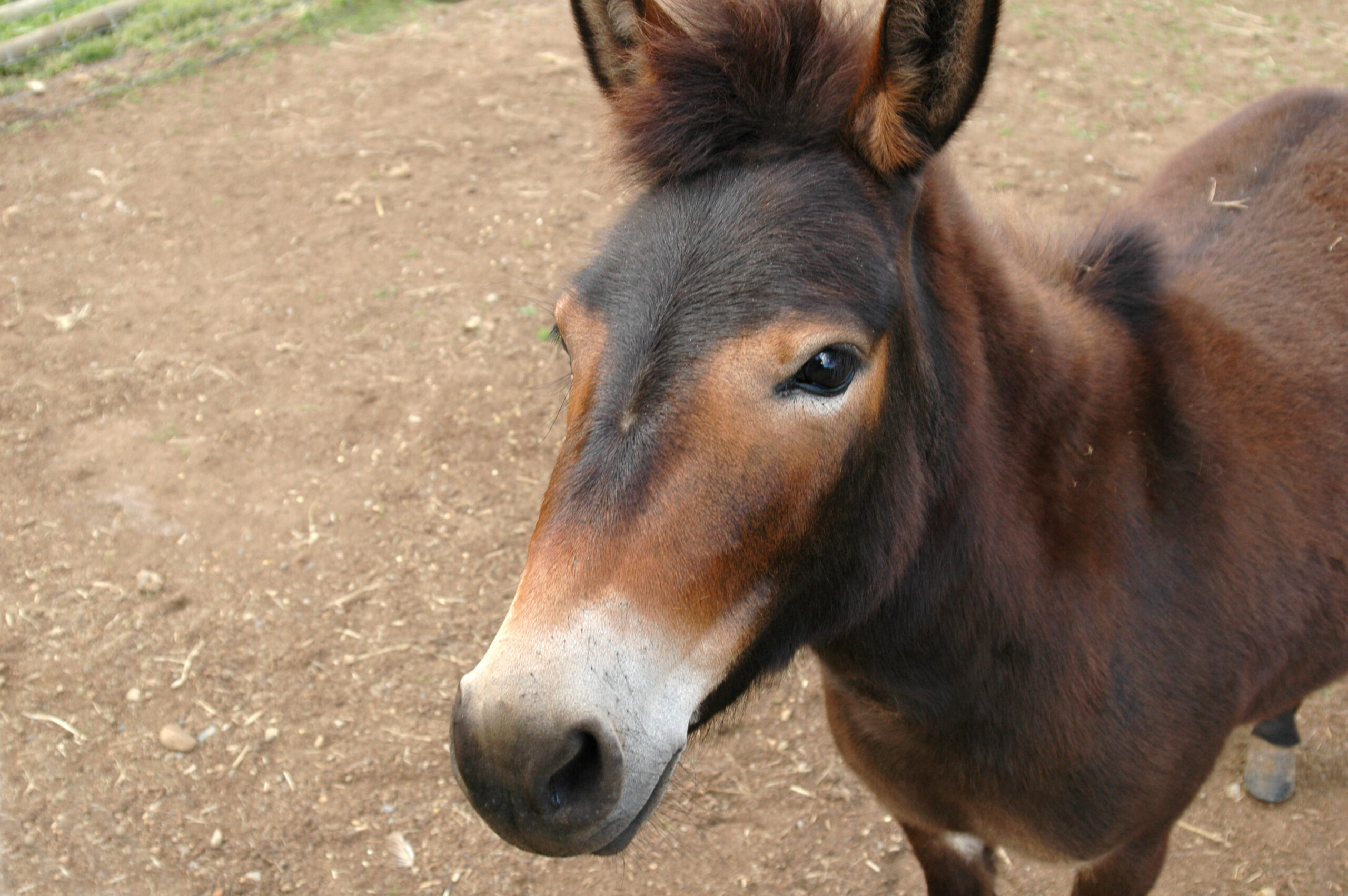 Pony at Petting Zoo