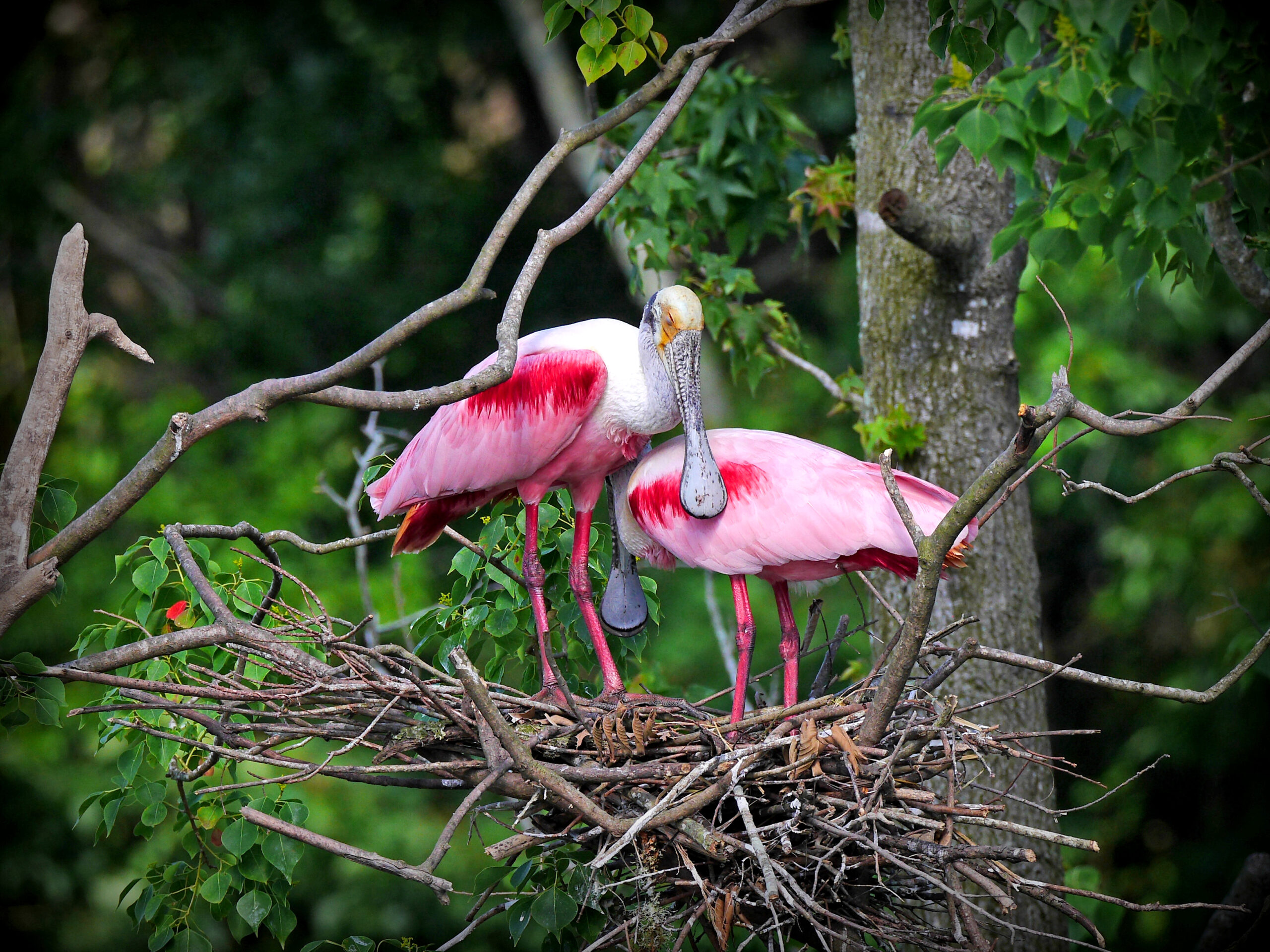 spoonbill pair
