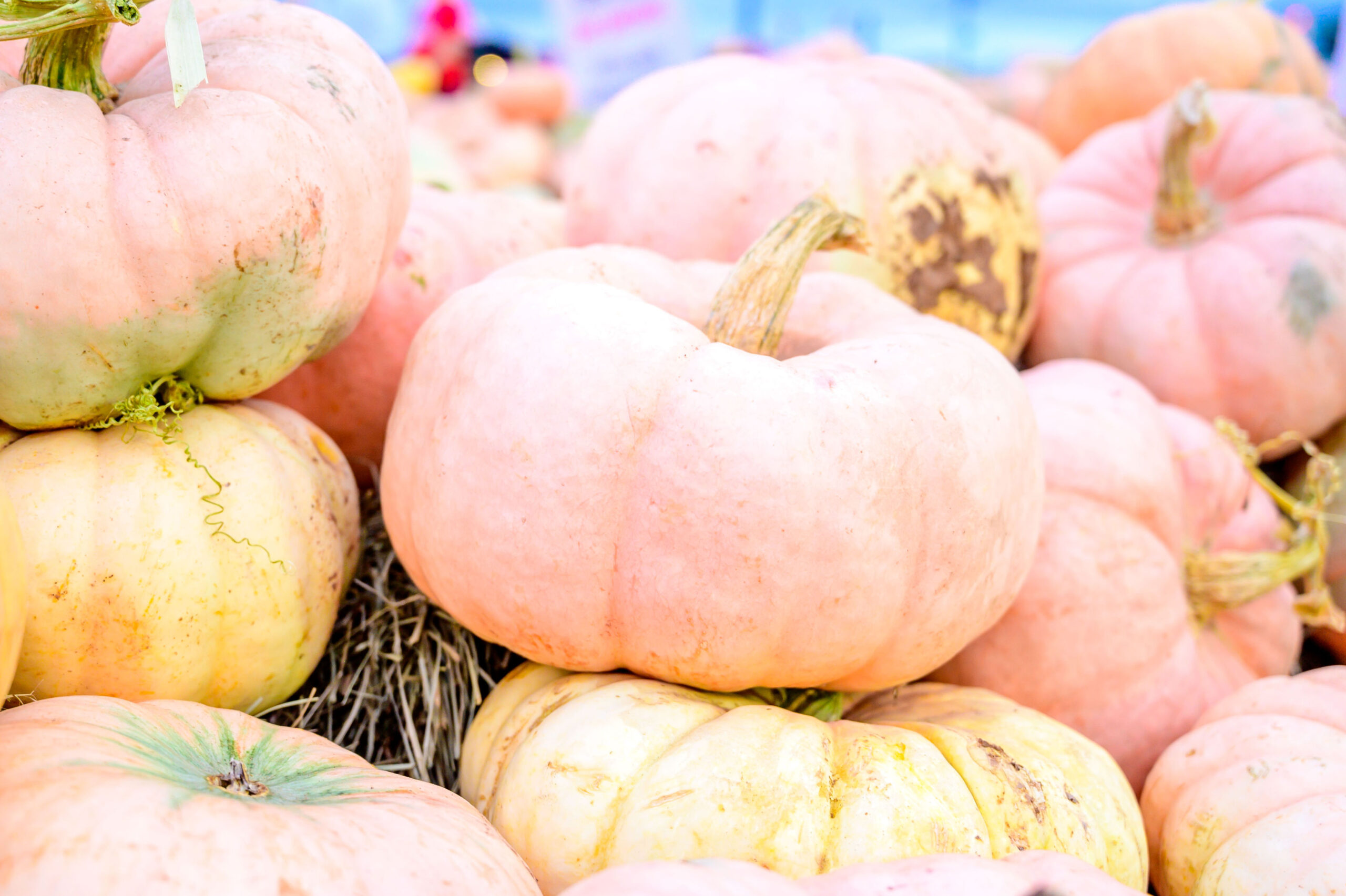 Pink pumpkins are back at Baton Rouge General’s campuses for its Protect Your Pumpkins campaign
