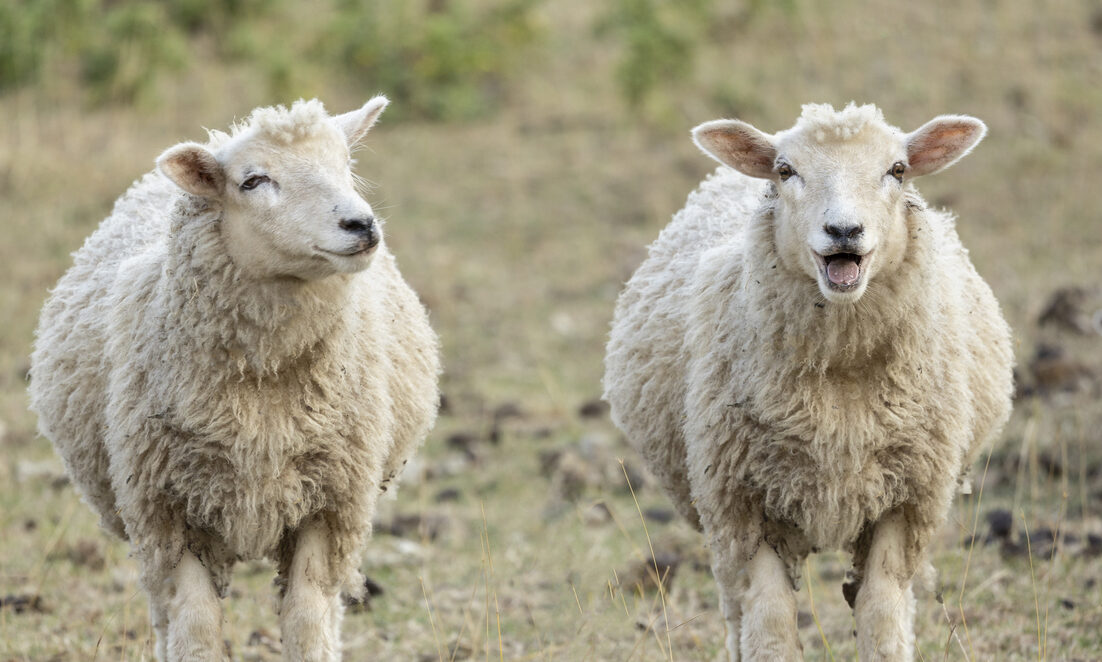 two lambs
