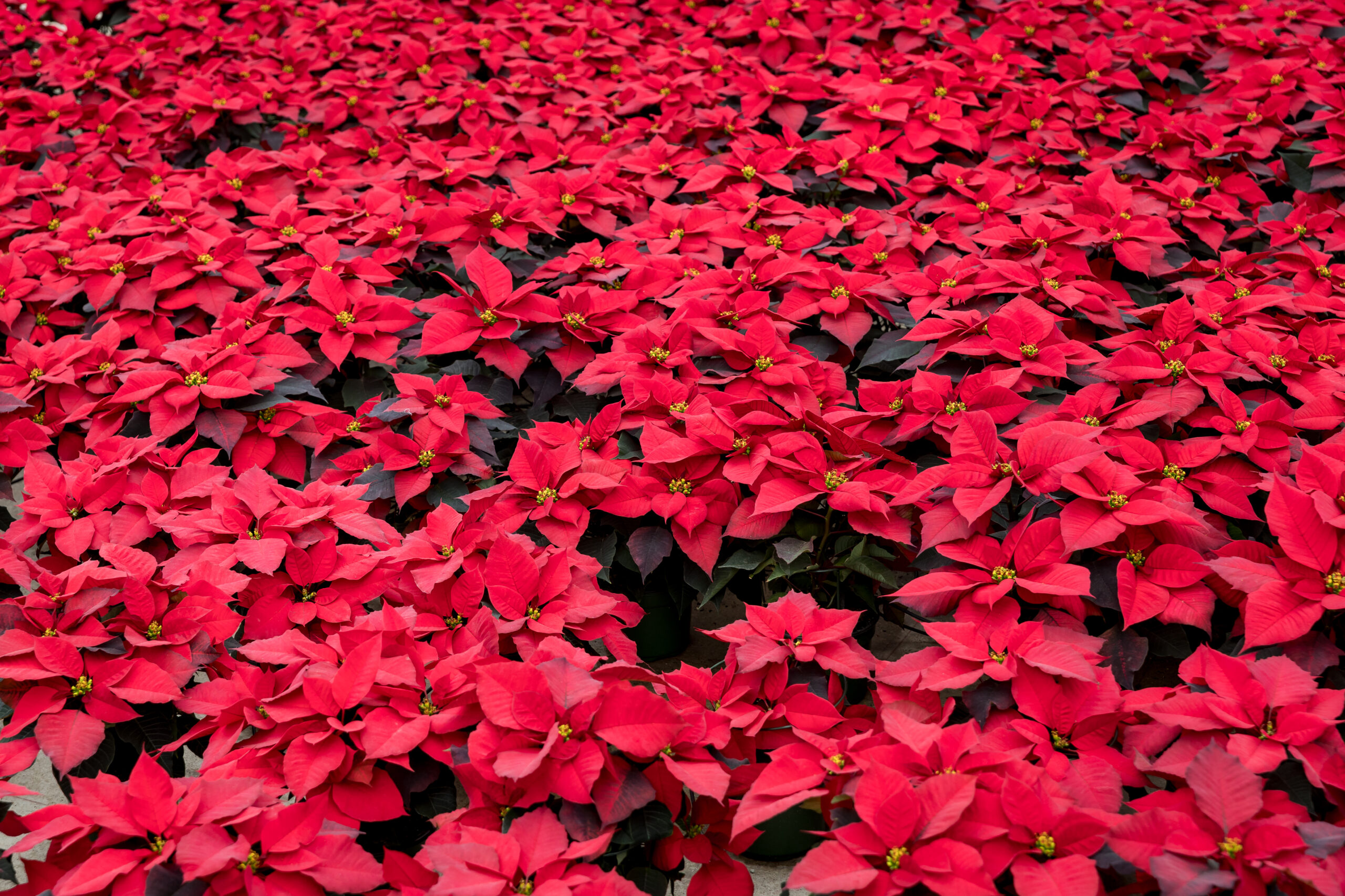 225_Cleggs_Nursery_Poinsettias-12