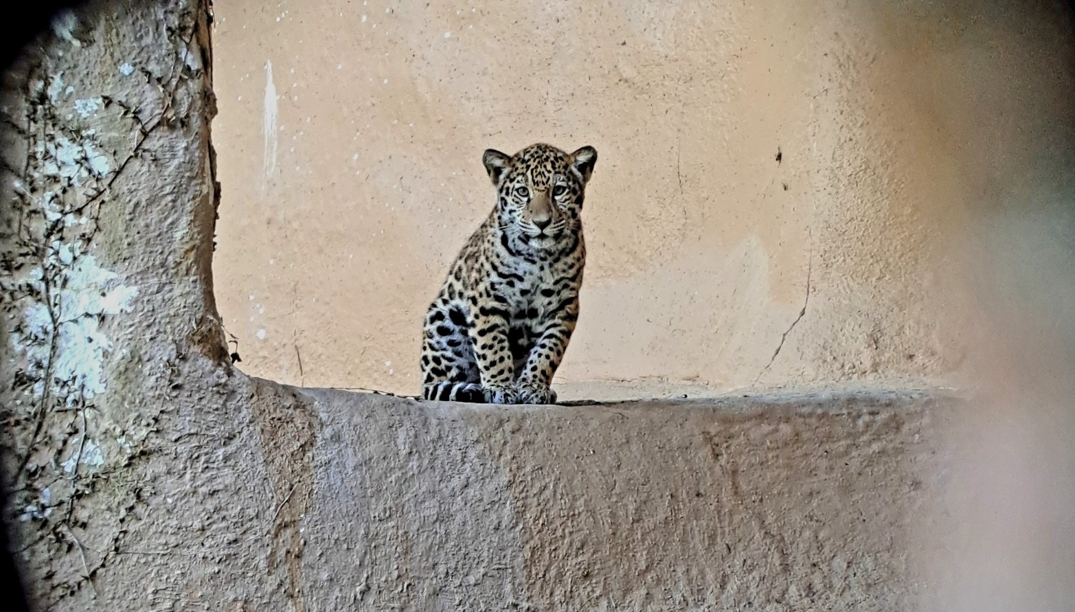 BR Zoo jaguar