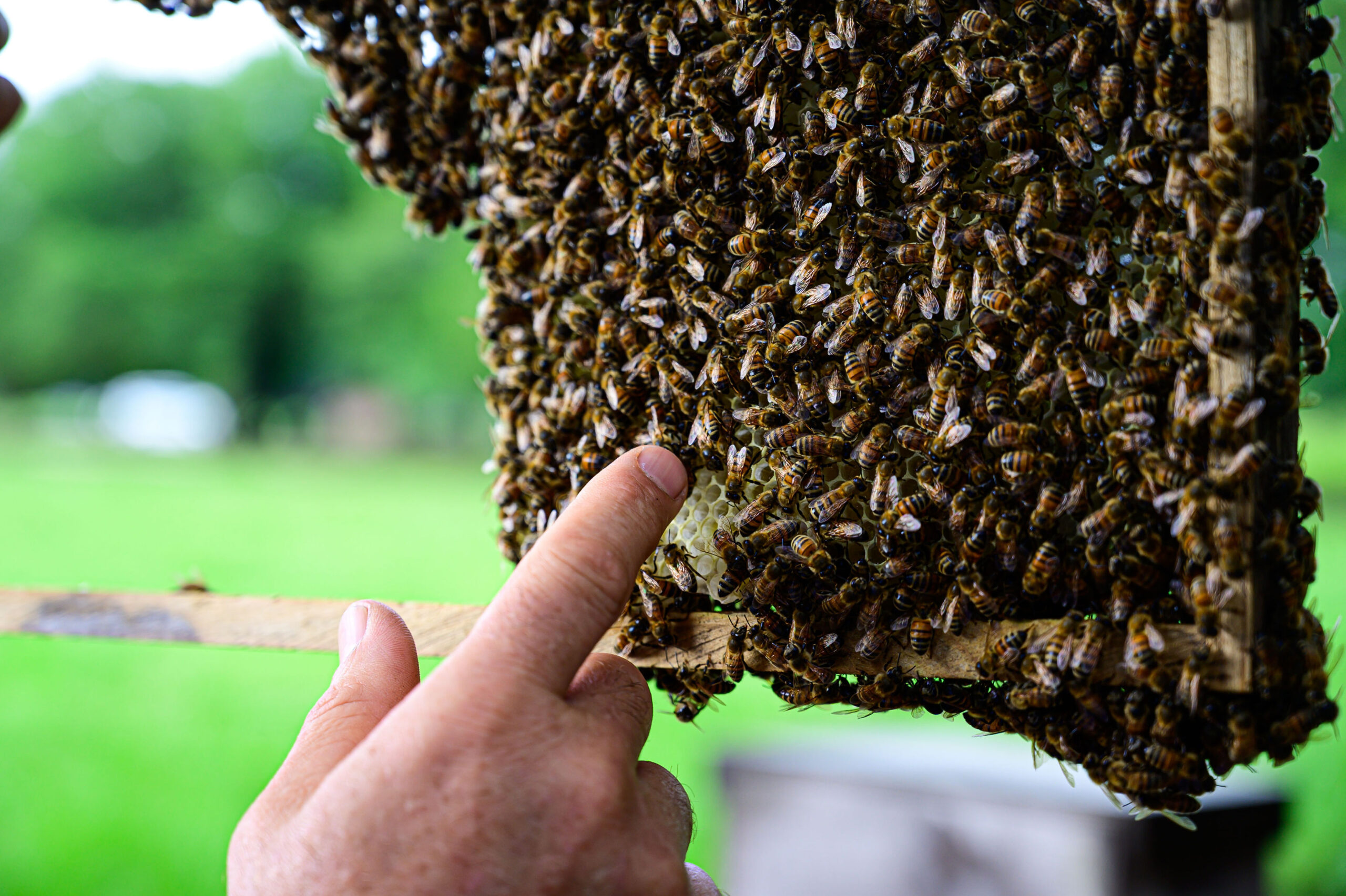 Kevin Langley and a newly rescued hive