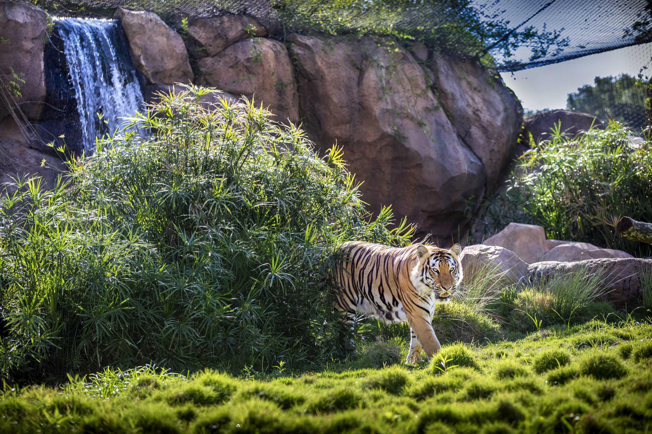 LSU5262 Mike VII in Habitat copy